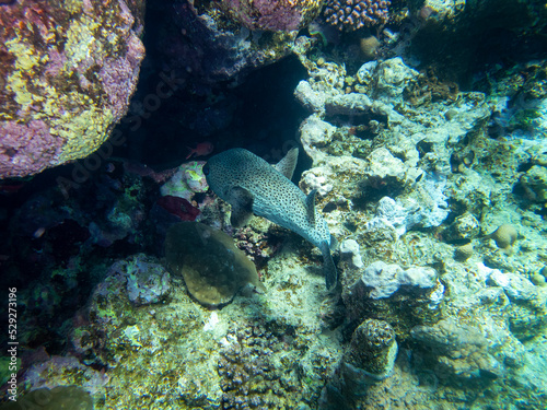 Unusual inhabitants of the sea in the expanses of the coral reef of the Red Sea  Hurghada  Egypt
