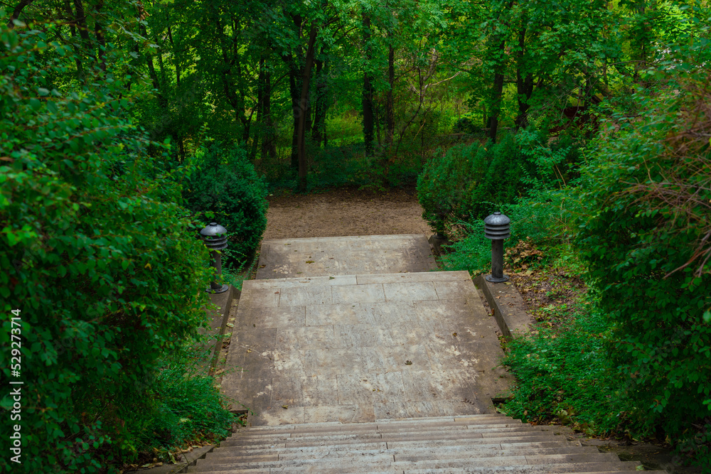 Obraz premium Forest Road, beautiful green trees and grass in the arboretum