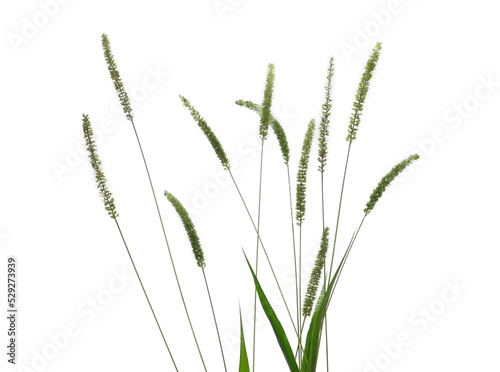 Fresh green grass with seeds isolated on white background, clipping path
