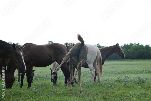 Fresh foal in Texas field during rainy weather on horse ranch with herd.