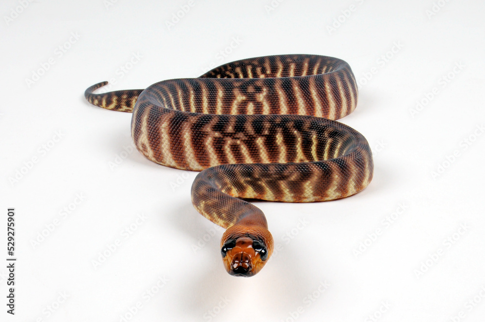 Woma Python (Aspidites ramsayi) - Juvenile / Jungtier Woma Python (Aspidites ramsayi) - Juvenile / Jungtier