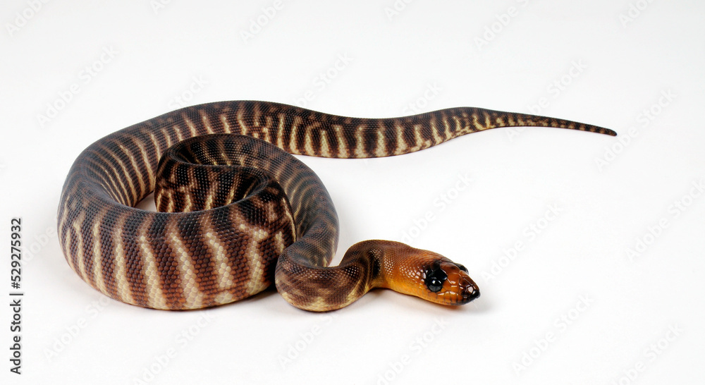 Naklejka premium Woma Python (Aspidites ramsayi) - Juvenile / Jungtier