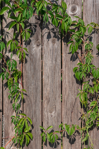 Natural frame made of wooden fence and green foliage.