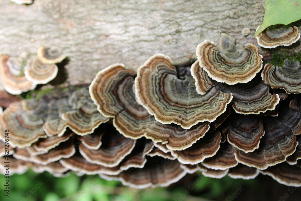 Turkey Tail Close-up on a log Turkey Tail Close-up on a log