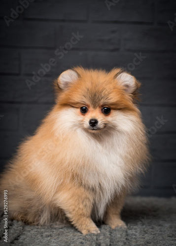Fluffy red dog sits on a plaid against a stone wall. The breed of the dog is the Pomeranian
