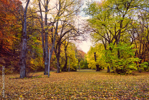Golden Autumn forest landscape with big vibrant trees