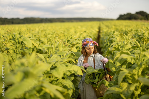 Woman as a farm worker manually gathers tobacco leaves on plantation in the field early in the morning. Concept of agriculture of tobacco growing