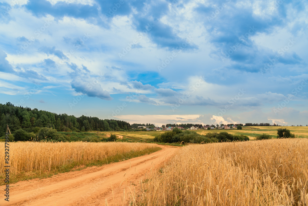 A rural road running along a ripe grain field of wheat, rye.