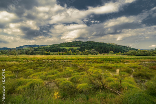 landscape with grass and blue sky