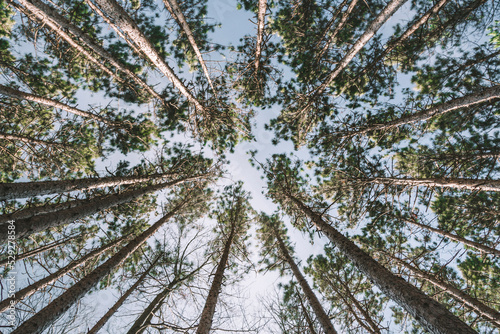 Low angle view of trees against sky photo