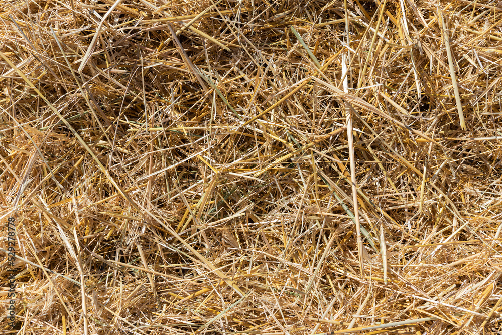 Background texture of dry straw stalks.