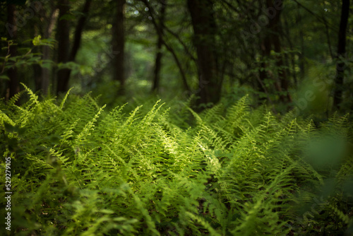 Plants and trees growing in clarence fahnestock state park photo