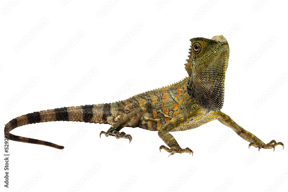 Fototapeta premium Forest dragon lizard