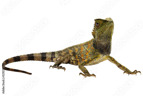 Forest dragon lizard photo
