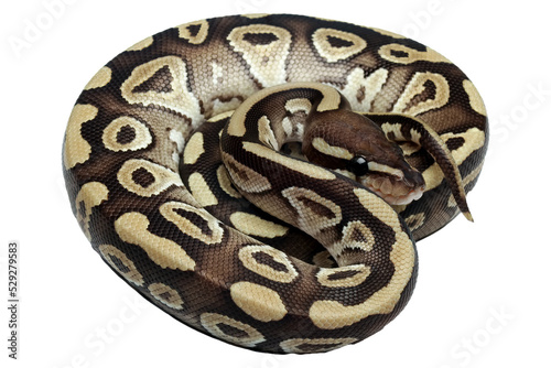 close up of a ball python snake