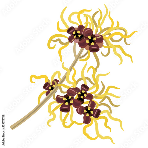 Blooming branch of Witch Hazel plant. Hamamelis. Isolated vector illustration. photo
