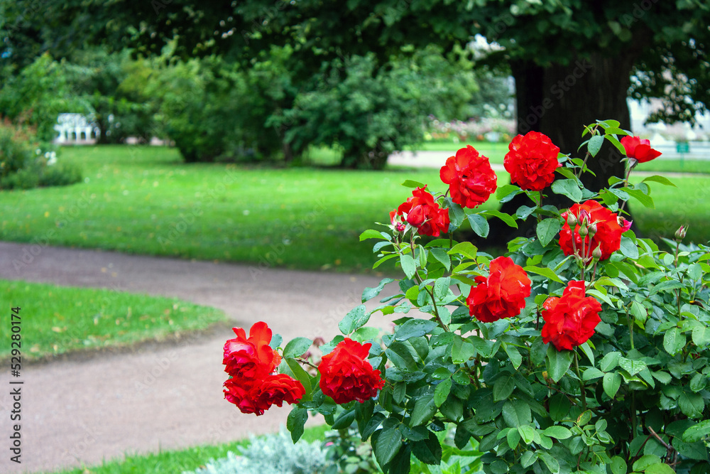 a bush with red roses in a walking park, a selective focus