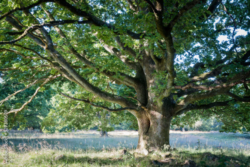 Old oak tree in morning sun