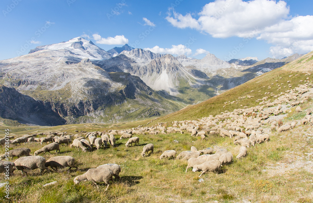 troupeau de moutons en montagne à tignes en été devant la Grande Motte dans le massif de la Vanoise en Haute Tarentaise en Savoie