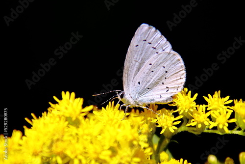 Butterfly on flower © Tibor Dihen