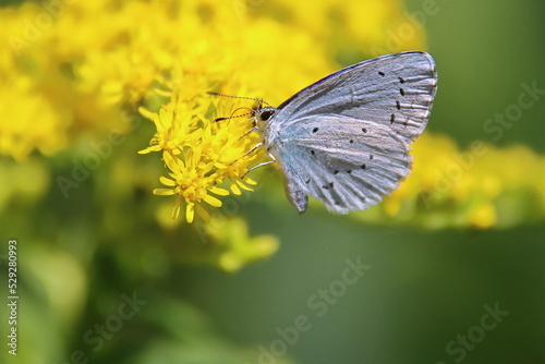 Butterfly on flower © Tibor Dihen