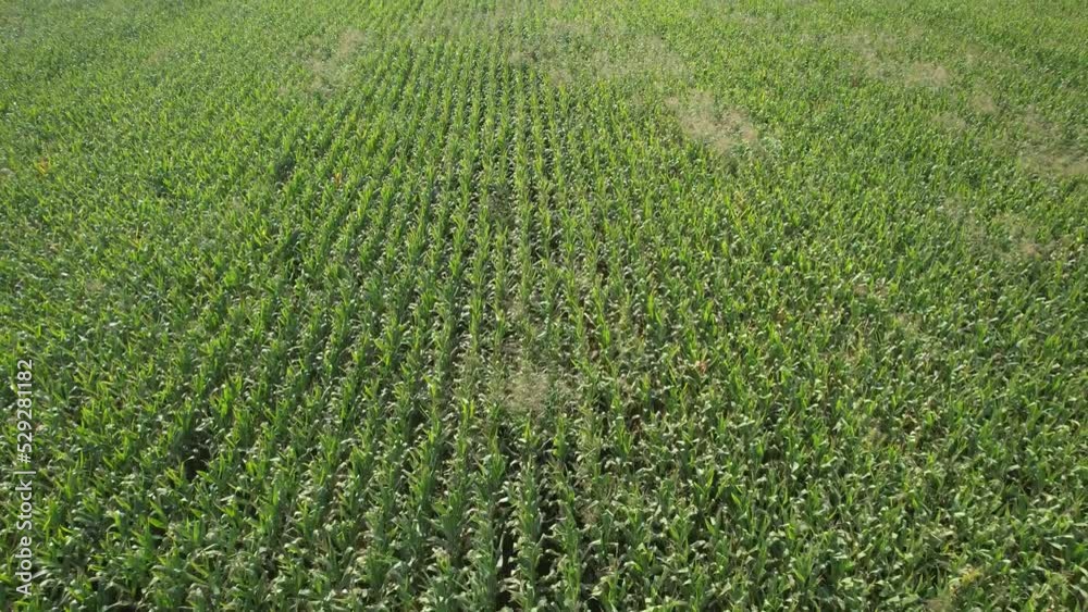 aerial corn field aerial corn field