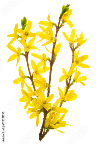 Foto Isolated branch of blooming forsythia flowers