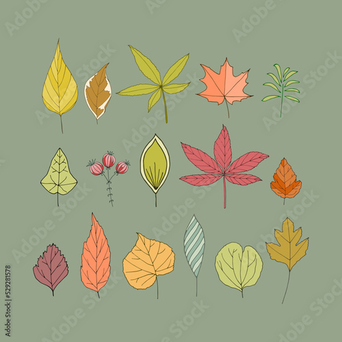 Set with different autumn leaves. Hand-drawn vector illustration for background  postcards.