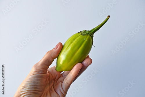 Green scarlet eggplant on hand in a bright background  photo