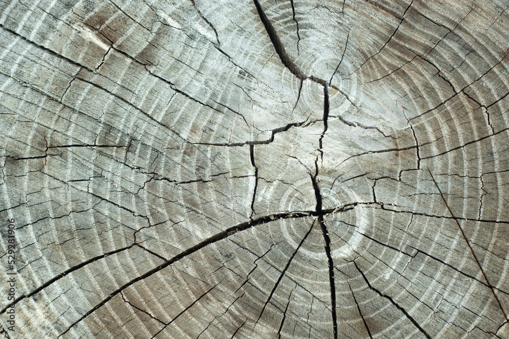 Fototapeta premium Saw cut tree as a background.