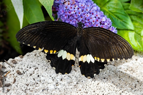 Macro of a common mormon butterfly