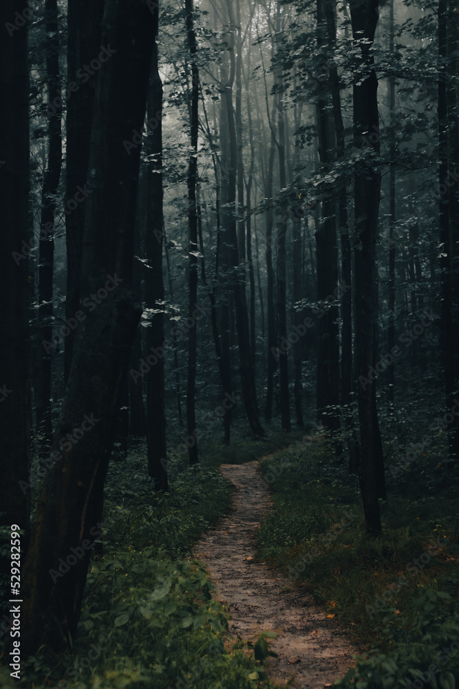Naklejka premium misty forest in the morning, fog in dark forest, mysterious, cold tones, moody