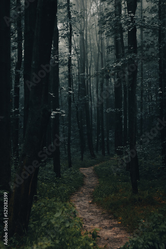 misty forest in the morning, fog in dark forest, mysterious, cold tones, moody © Lucie