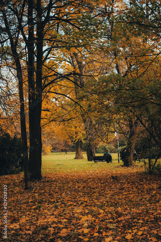 Fototapeta premium autumn in the park, warm colours, sunny afternoon during fall, path and trees, czech nature