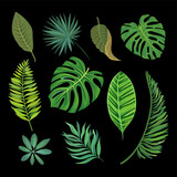 Green Tropical Leaves and Botany Isolated on Black Background Big Vector Set