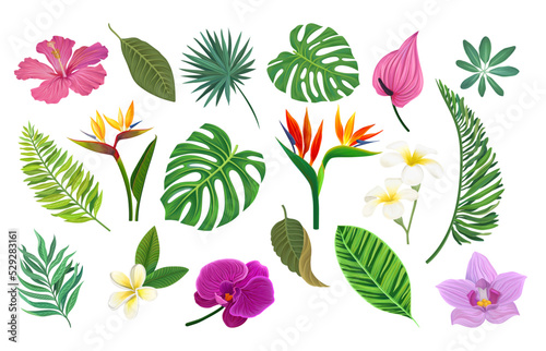 Tropical Plants with Fern Leaf, Monstera and Lush Flowers as Exotic Foliage and Flora Big Vector Set © Happypictures