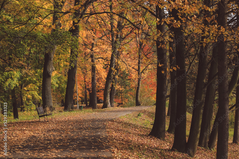 autumn in the park, warm colours, sunny afternoon during fall, path and trees, czech nature