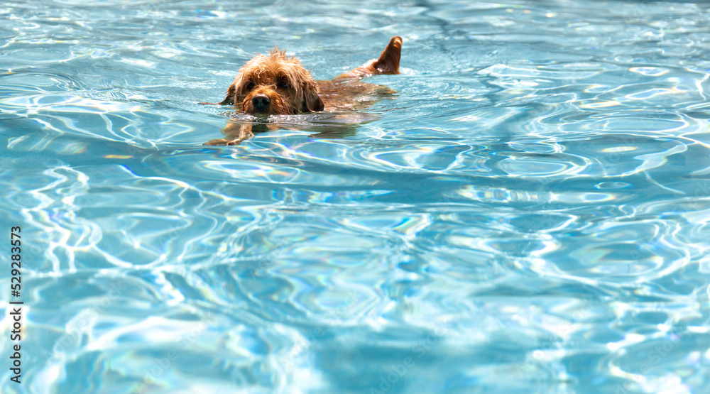 Miniature golden doodle swimming in salt water pool playing fetch