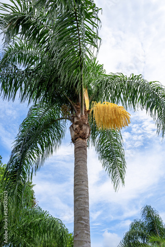 Florida queen palm tree flower with flower photo