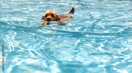 Miniature golden doodle swimming in salt water pool playing fetch
