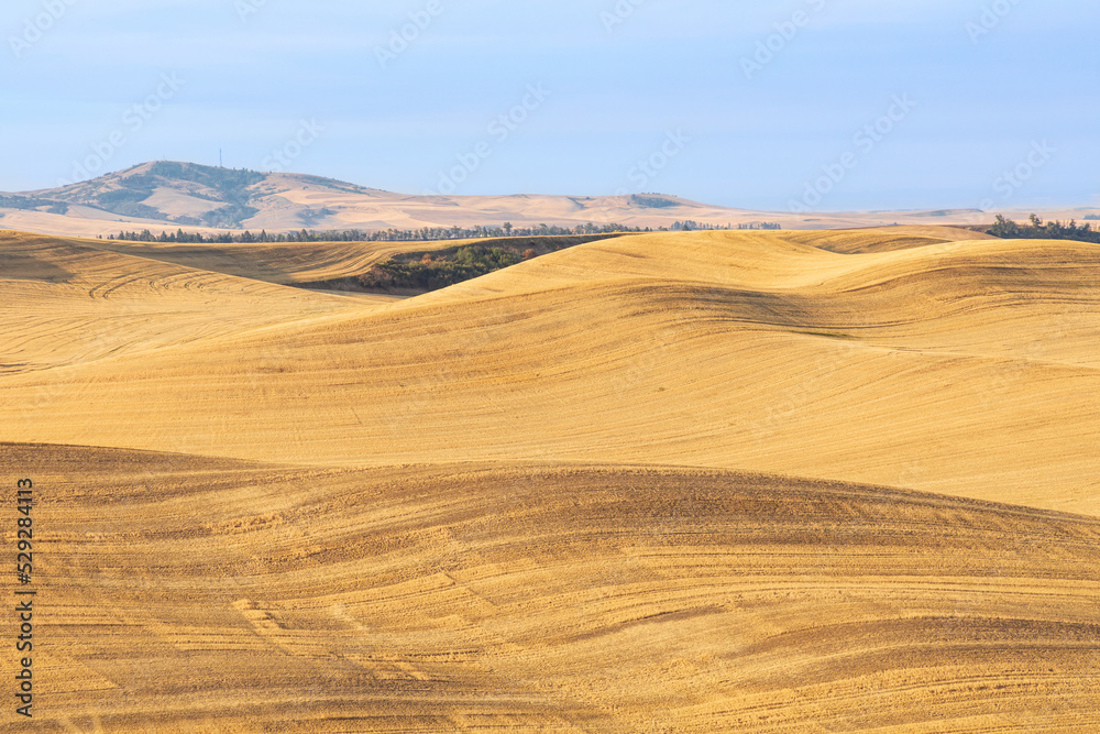 Wheat fields in the Palouse hills.