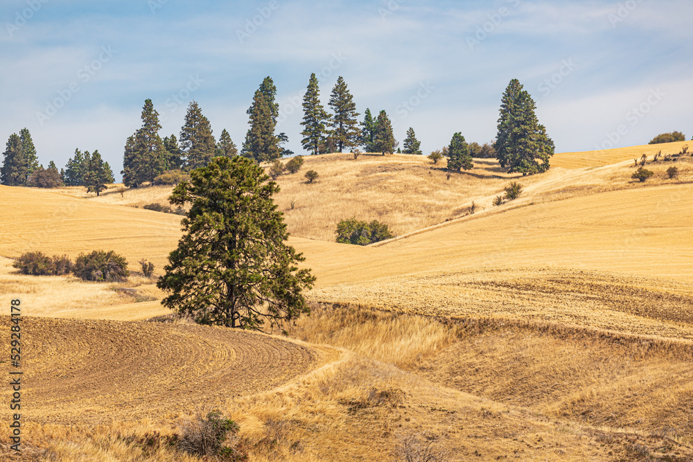 Obraz premium Wheat fields in the Palouse hills.