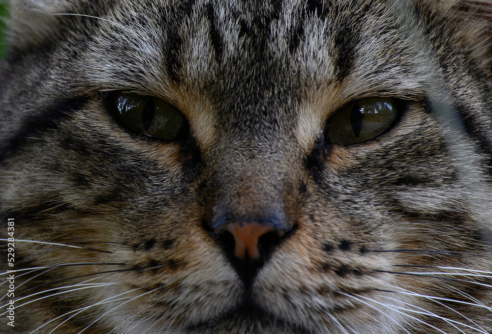 close up portrait of a cat