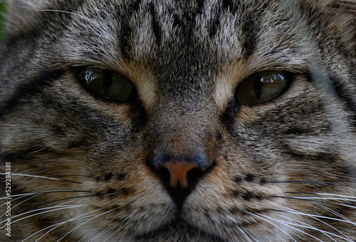 close up portrait of a cat