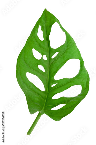 Isolated tropical leaf of Monstera Adansonii also called Monstera Monkey. High details macro shot image. PNG file with transparent background. photo