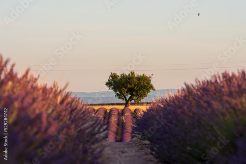 Lavendelfeld in der Morgensonne mit einem einzelnen Baum, gesehen durch die Reihen der Lavendelpflanzen und den Bergen im Hintergrund in der Provence