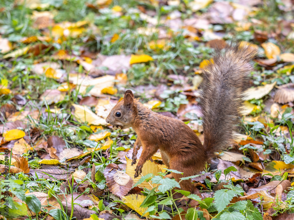 Autumn Squirrel standing on its hind legs on on green grass with fallen yellow leaves Autumn Squirrel standing on its hind legs on on green grass with fallen yellow leaves