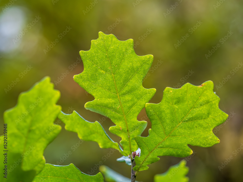 Oak branches with green and yellow leaves in autumn park Oak branches with green and yellow leaves in autumn park