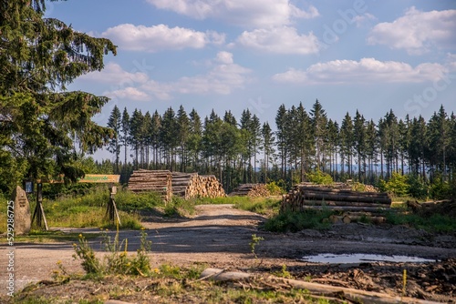 Cut-down trees put on top of each other with grown trees behind them in the Harz national park photo