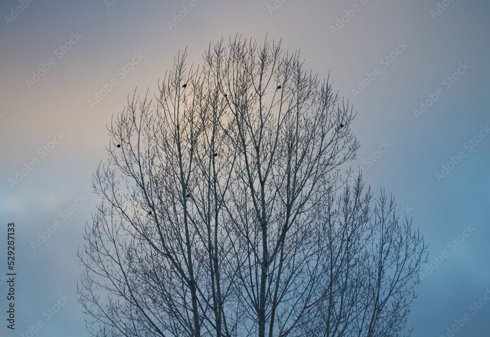 Tree Against Winter Sky Tree Against Winter Sky